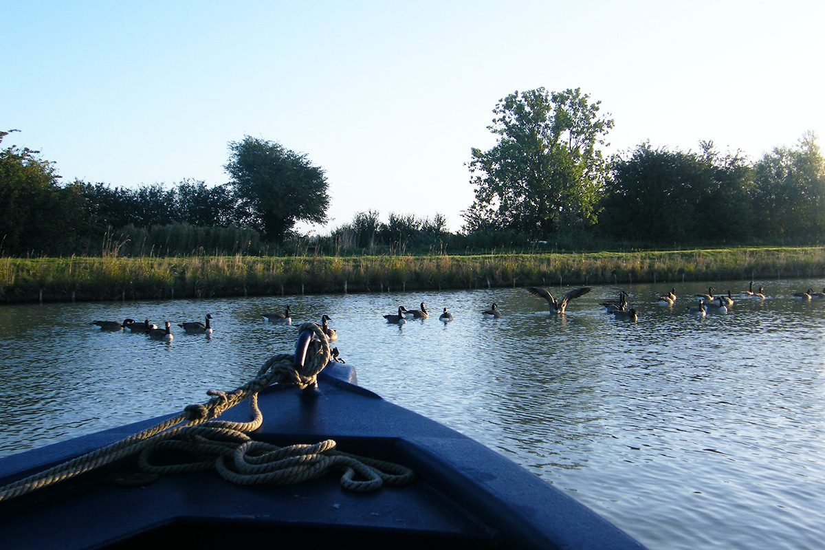 alice narrowboat purchase wildlife