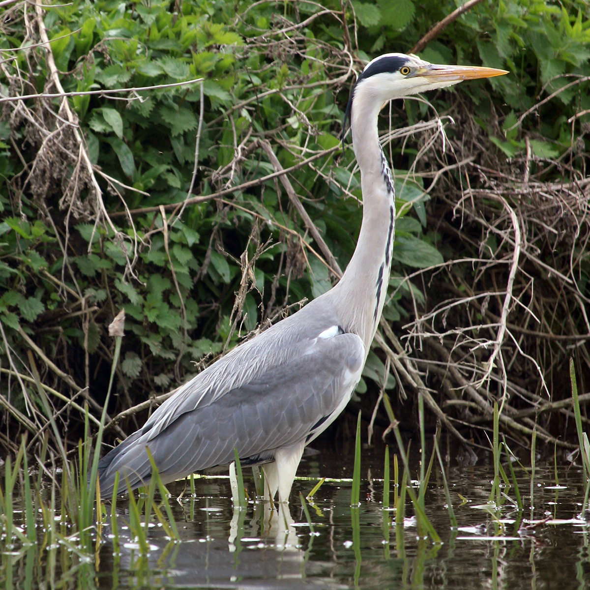 collage spring 2025 fox narrowboats heron